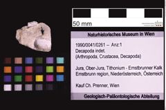 Foto (Objekt + Etiketten) von Decapoda indet. (NHMW-GEO-1990-0041-0261)